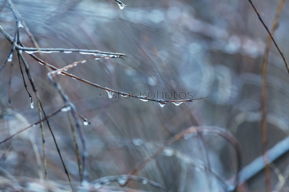 Tearing branches