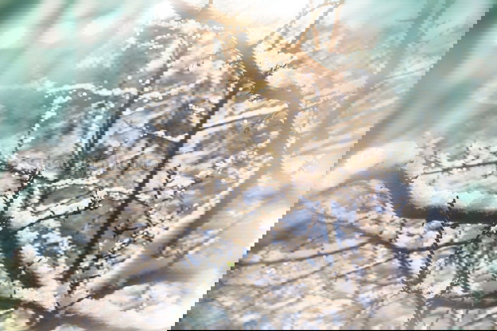 Foto Bild WINTERZAUBER Umwelt