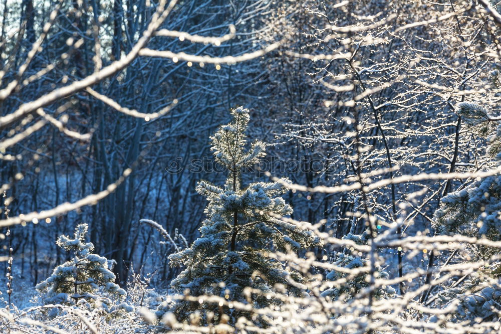 Similar – winter Natur Winter Klima