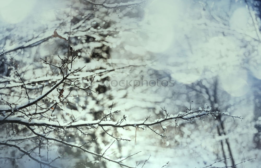 Similar – Image, Stock Photo Tourist standing in snowy forest