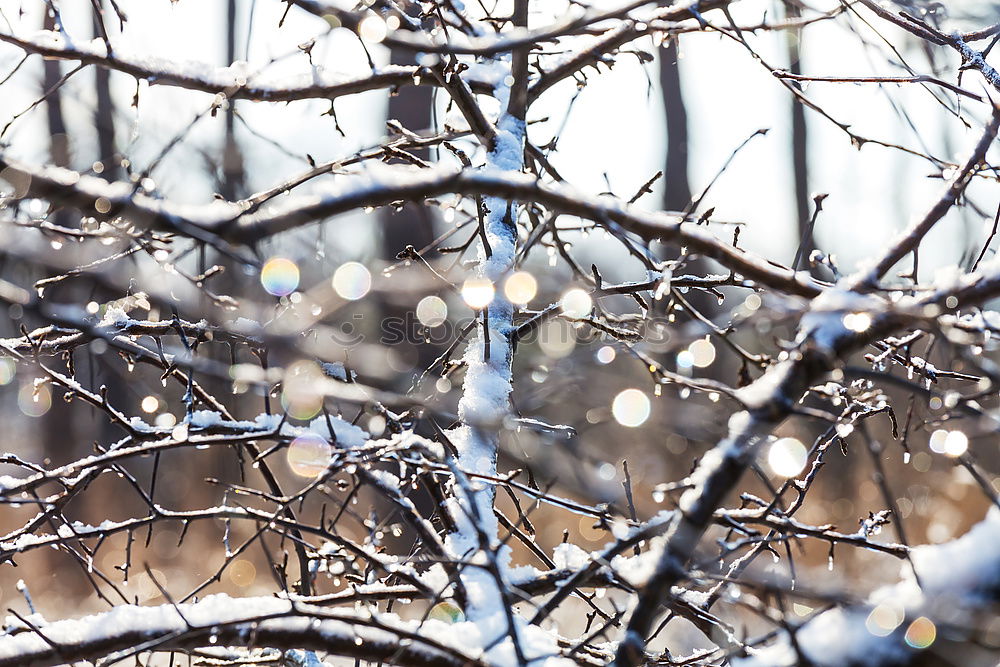 Similar – Image, Stock Photo Frosty at the fence