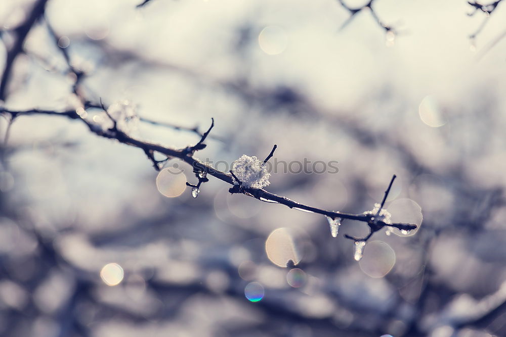 Similar – Image, Stock Photo Fall season.Dry yellow and orange leaves tangled in branches