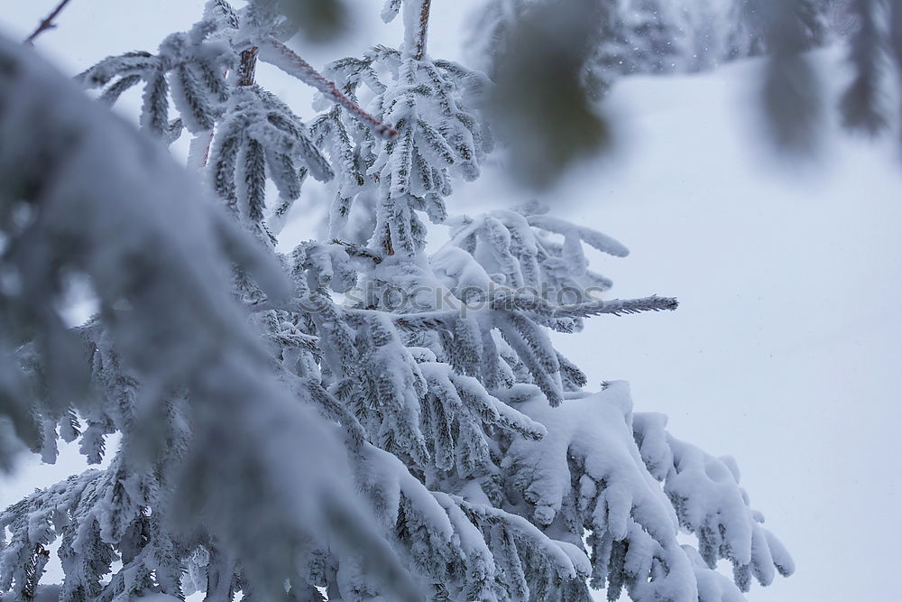 Similar – Mourning cross in the snow