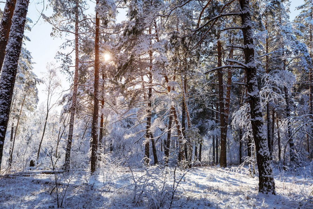 Similar – Image, Stock Photo Late winter t Life