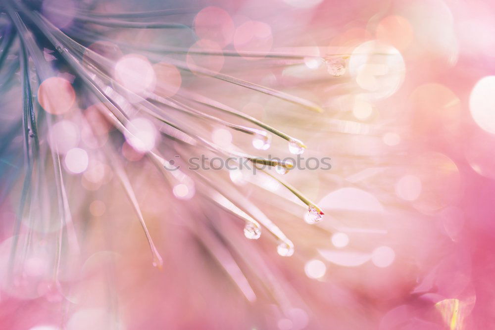 Similar – Image, Stock Photo Spring nature background with tree blossoms