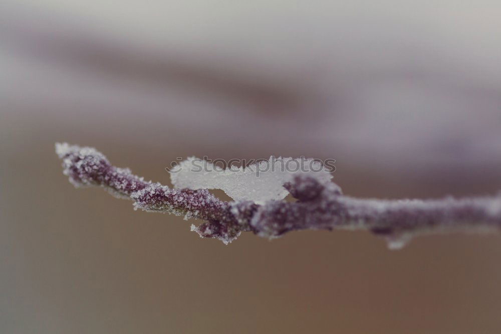 Similar – Image, Stock Photo frozen drop Nature Plant