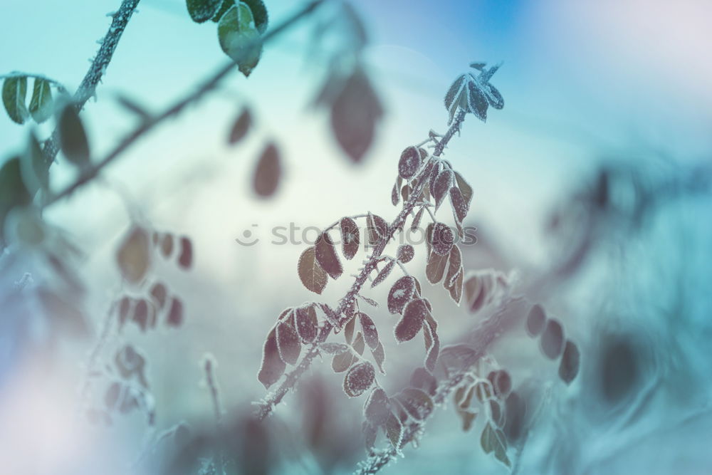 Similar – Image, Stock Photo urban gardening tomato cultivation