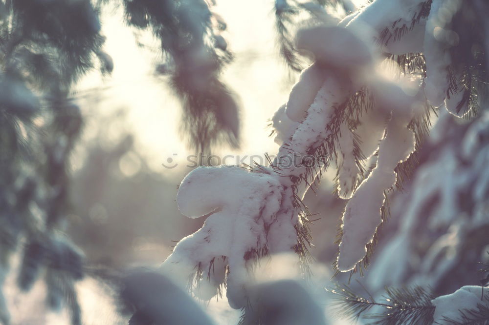 Similar – Image, Stock Photo Winter sunset in Sweden