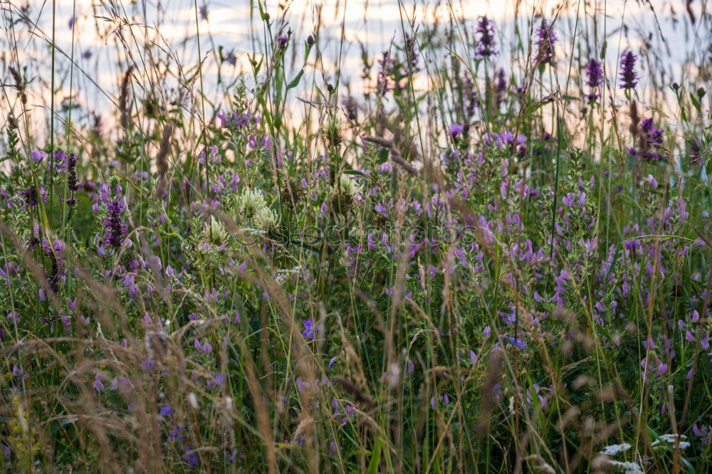 Similar – Foto Bild Aprilwetter nass Gras grün