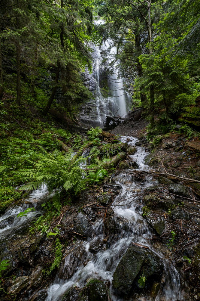 Similar – Image, Stock Photo forest cows Life