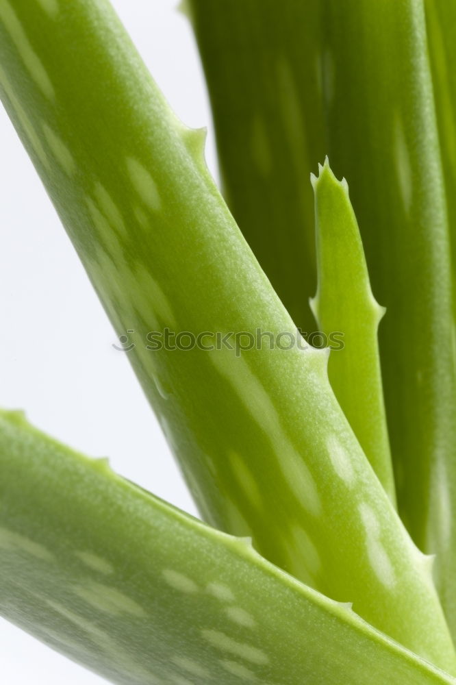 Similar – Image, Stock Photo chives Herbs and spices