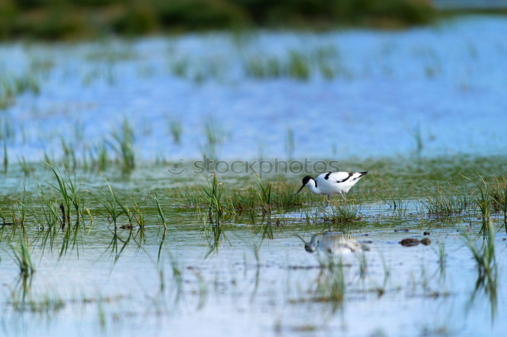 Similar – Image, Stock Photo Duckburg, of course.