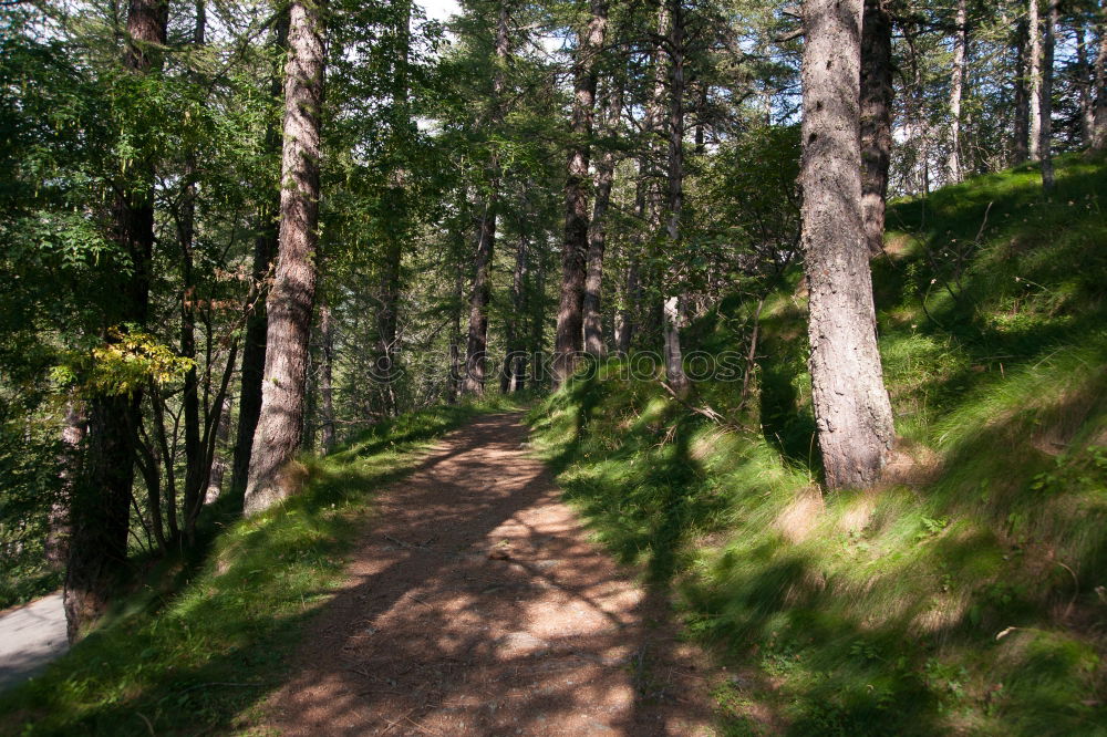 Similar – forest bench Well-being