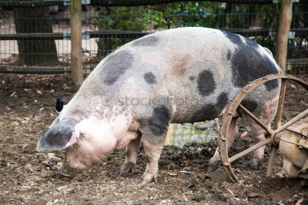 Similar – Foto Bild kann gar nicht soviel fressen, wie ich scheißen möchte