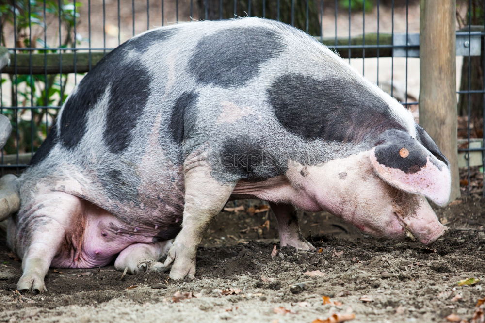 Similar – Image, Stock Photo Piggeldy and Frederik