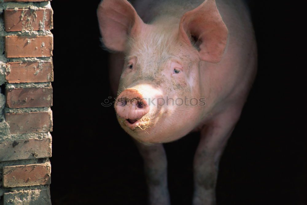 Similar – Pig’s trunks very close between grids