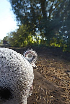 Similar – Image, Stock Photo wet kiss Cow Wide angle