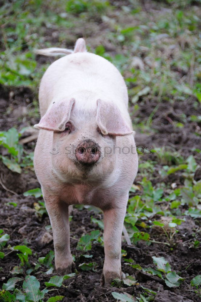 Similar – nose Swine Piglet