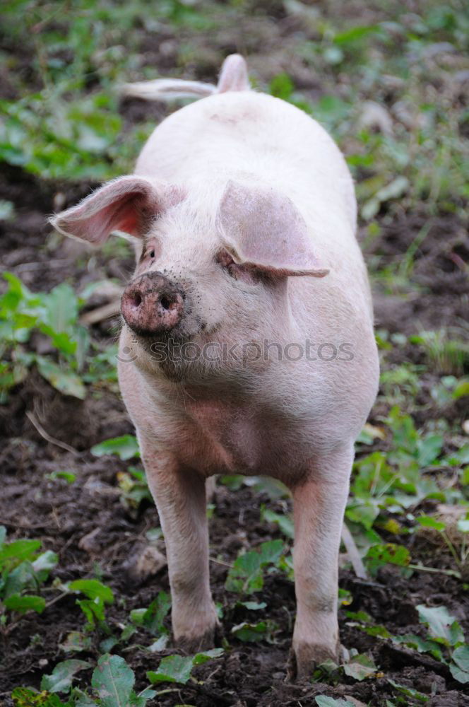 Similar – nose Swine Piglet