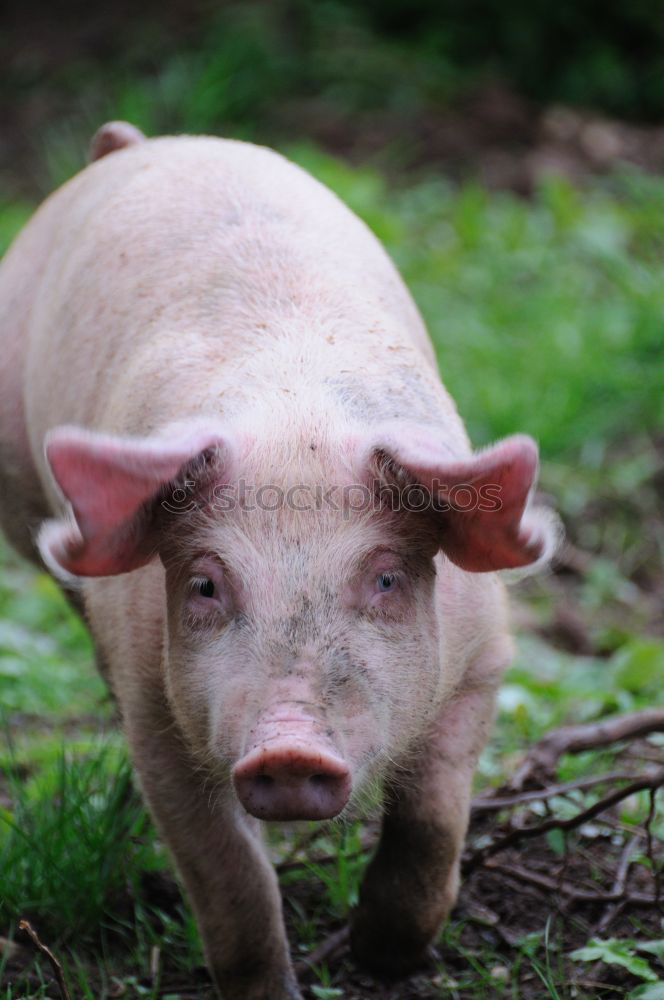 Similar – nose Swine Piglet