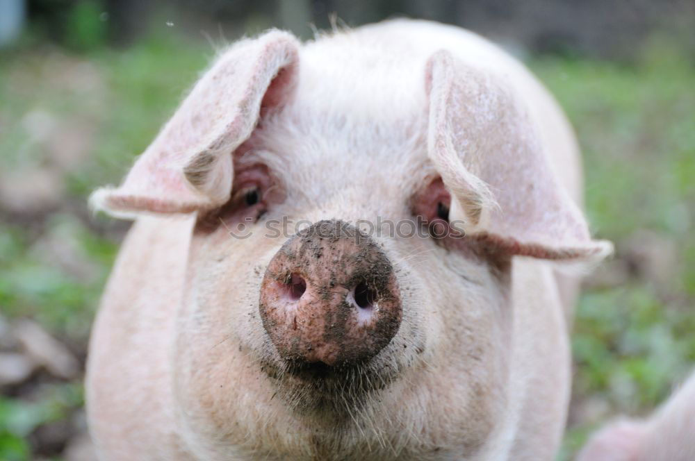 Similar – nose Swine Piglet