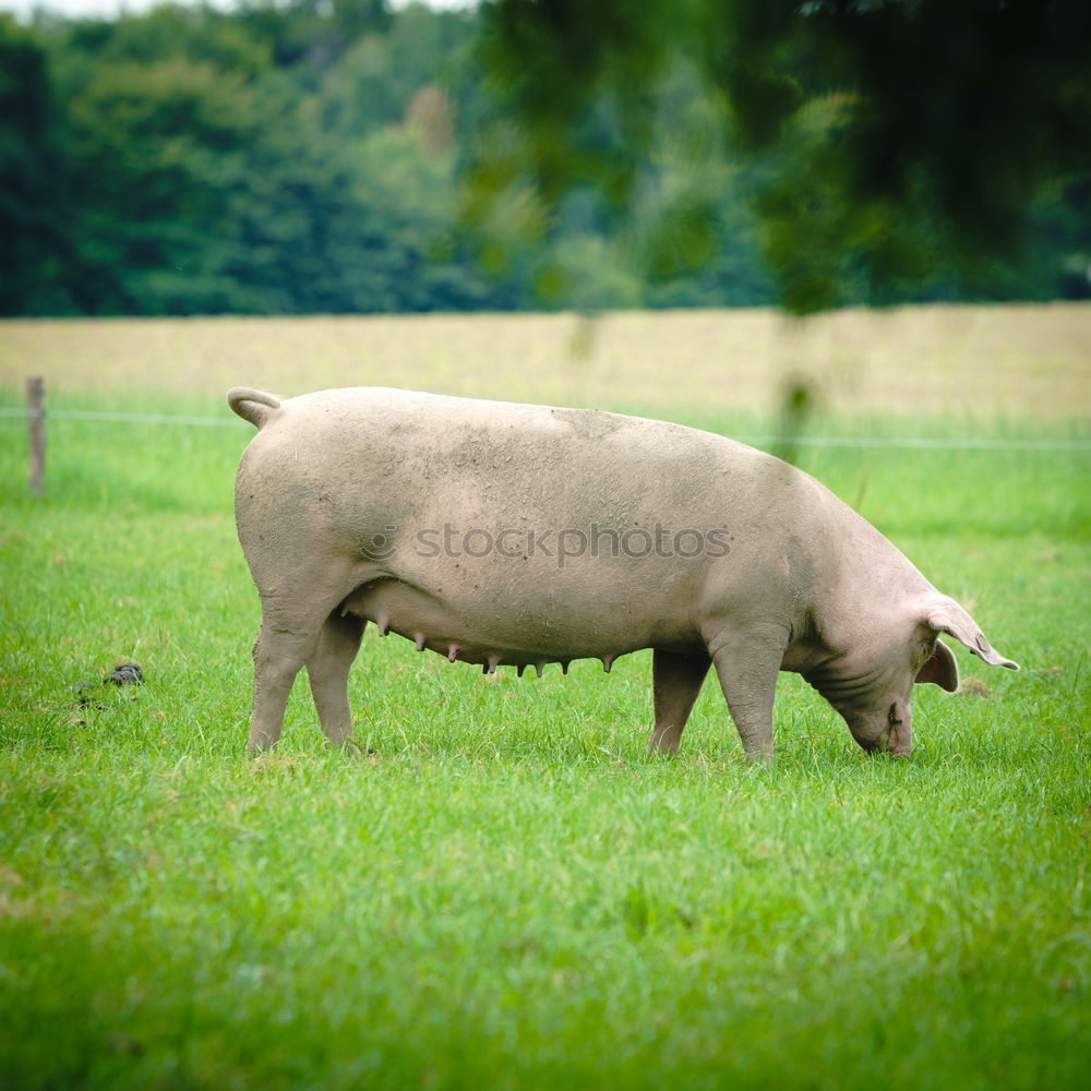 Similar – Image, Stock Photo pot-bellied pig Swine Sow