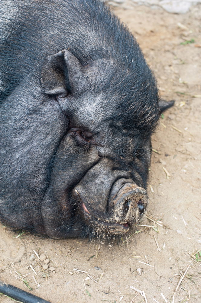 Similar – nose Swine Piglet