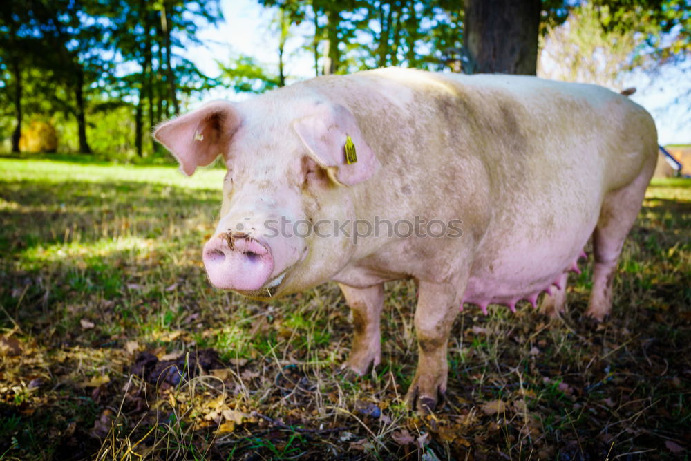 Similar – Image, Stock Photo Minipig 2 Nature Landscape