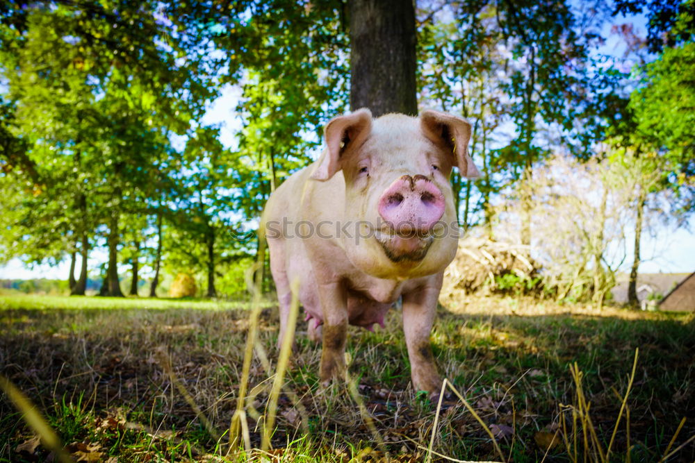 Similar – Image, Stock Photo Minipig 2 Nature Landscape