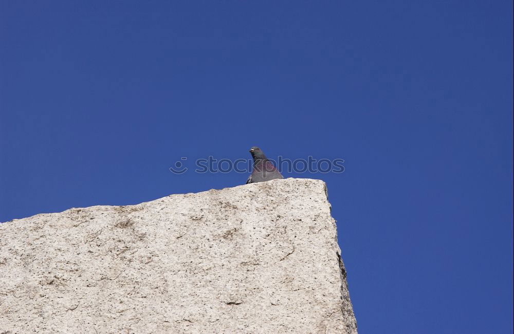 Similar – Image, Stock Photo The Lonely Bird Nature