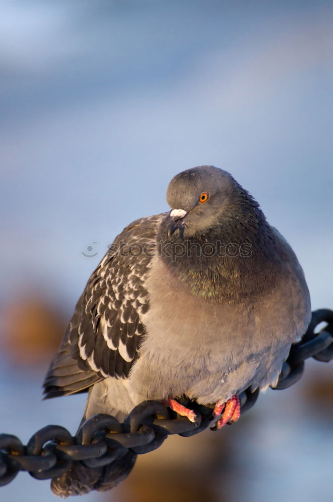 Similar – Image, Stock Photo Pigeon Beautiful Freedom