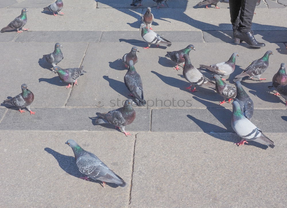 Similar – seagull show Feed Feeding