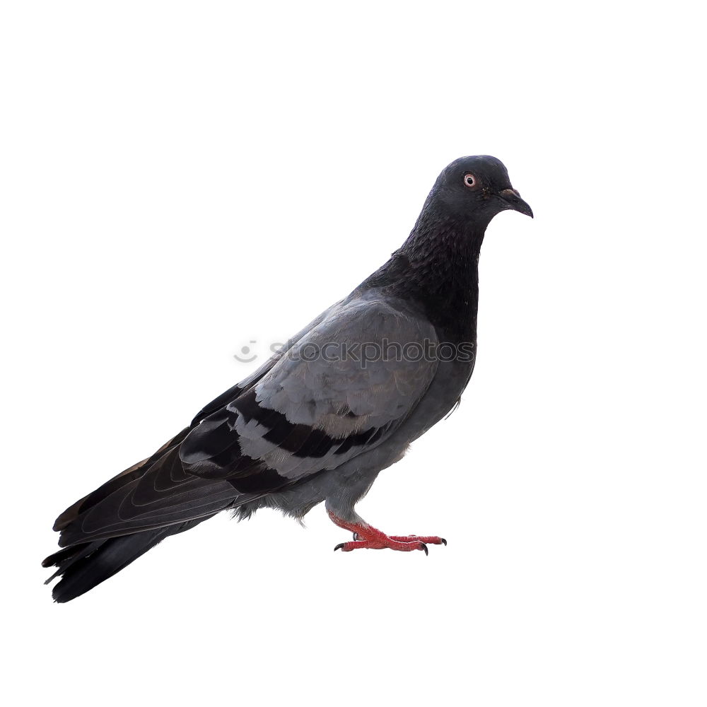 Similar – Image, Stock Photo Pigeon dove Animal Bird