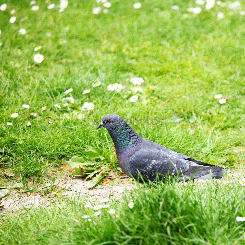 Similar – Image, Stock Photo Black Bird Colour photo