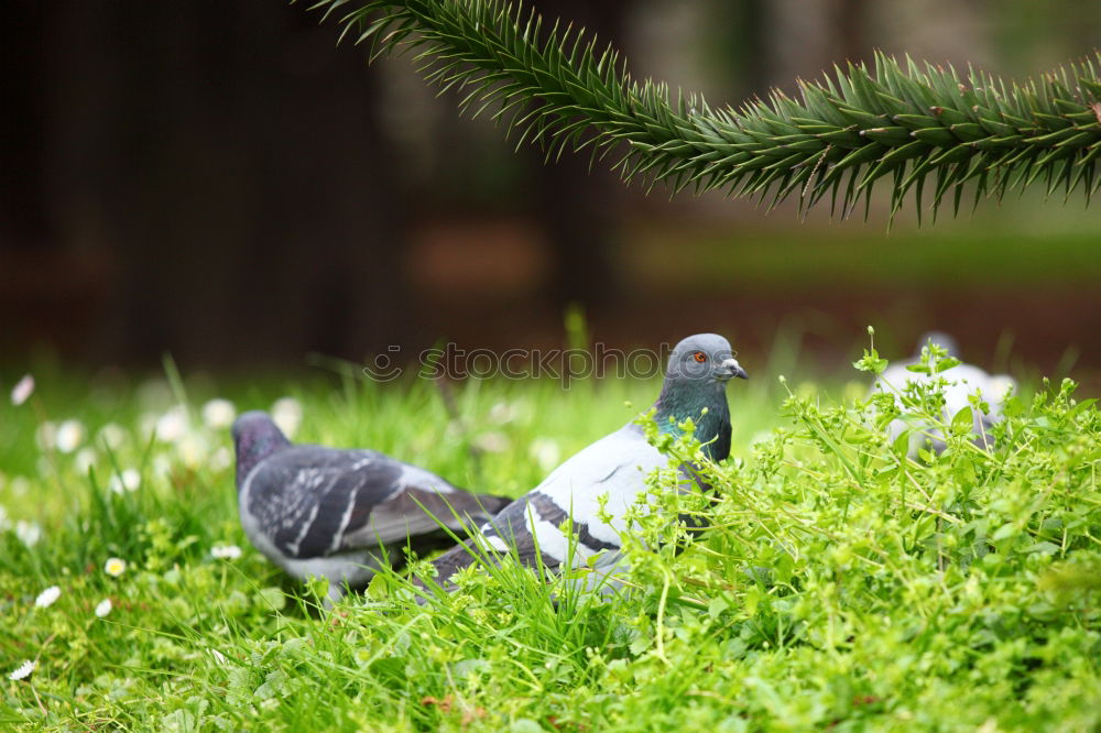 Similar – Image, Stock Photo Hidden Easter Plant Animal