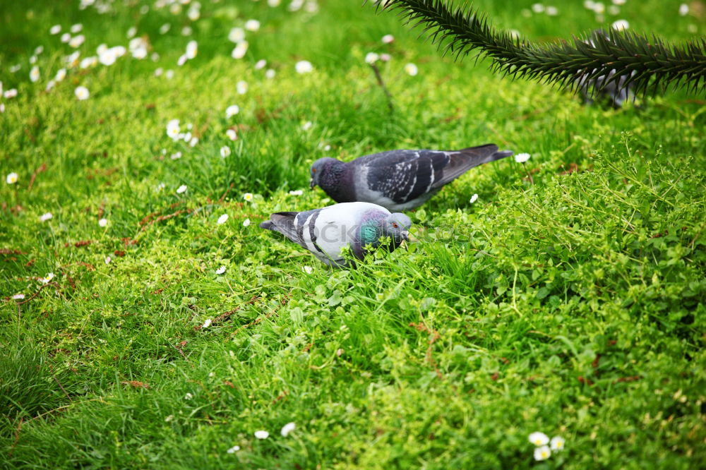 Similar – Image, Stock Photo Dove tired Pigeon Grass