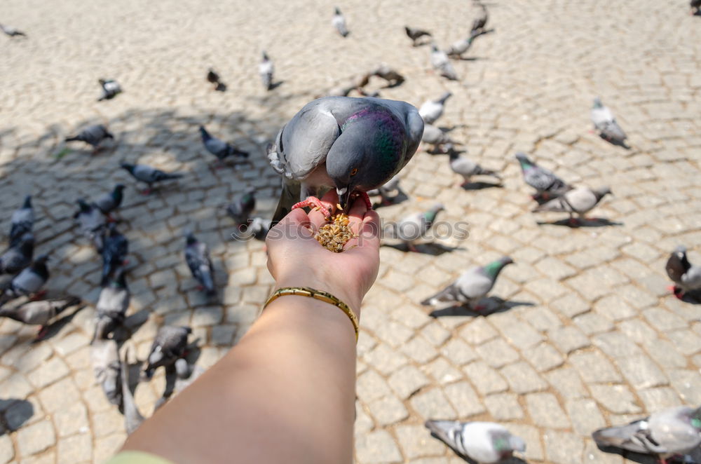 Similar – Foto Bild Stolpervogel Natur Tier