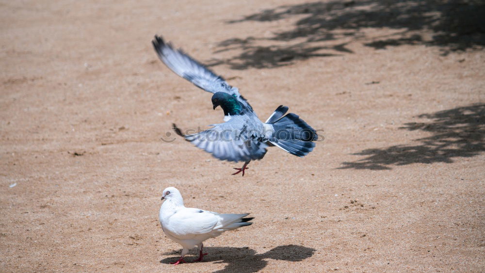 Similar – Foto Bild Abgehoben Taube grau Vogel