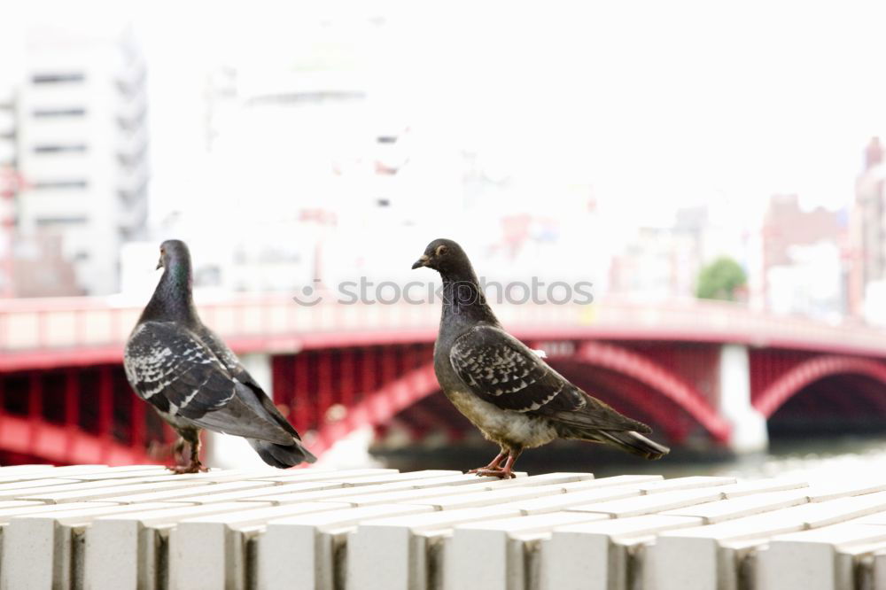 Similar – Foto Bild Stolpervogel Natur Tier