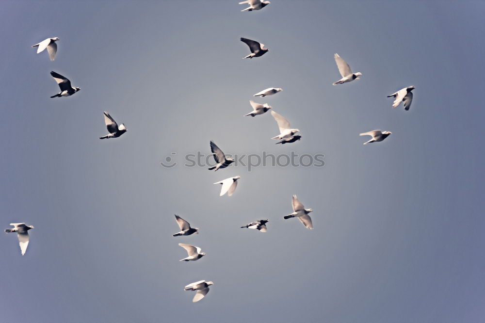 Similar – Image, Stock Photo Foregel swarm flying towards the sun