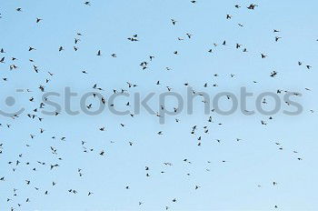 Similar – Black birds on blue sky