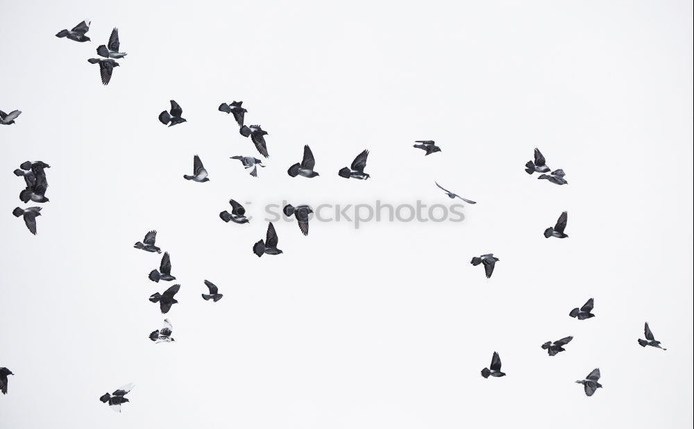 Similar – Image, Stock Photo 7.75 Whooper swans Air