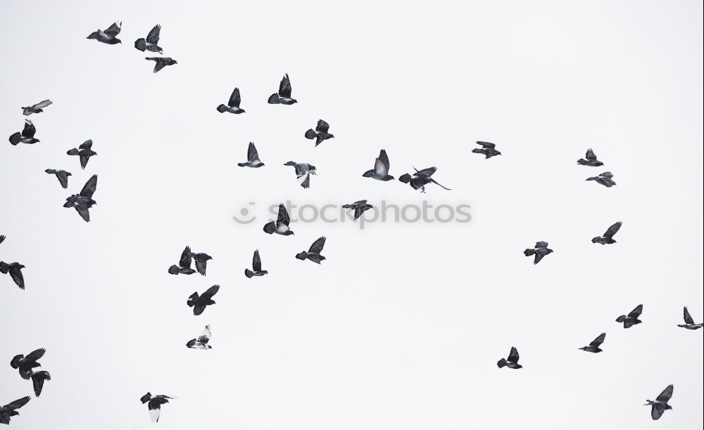 Image, Stock Photo 7.75 Whooper swans Air