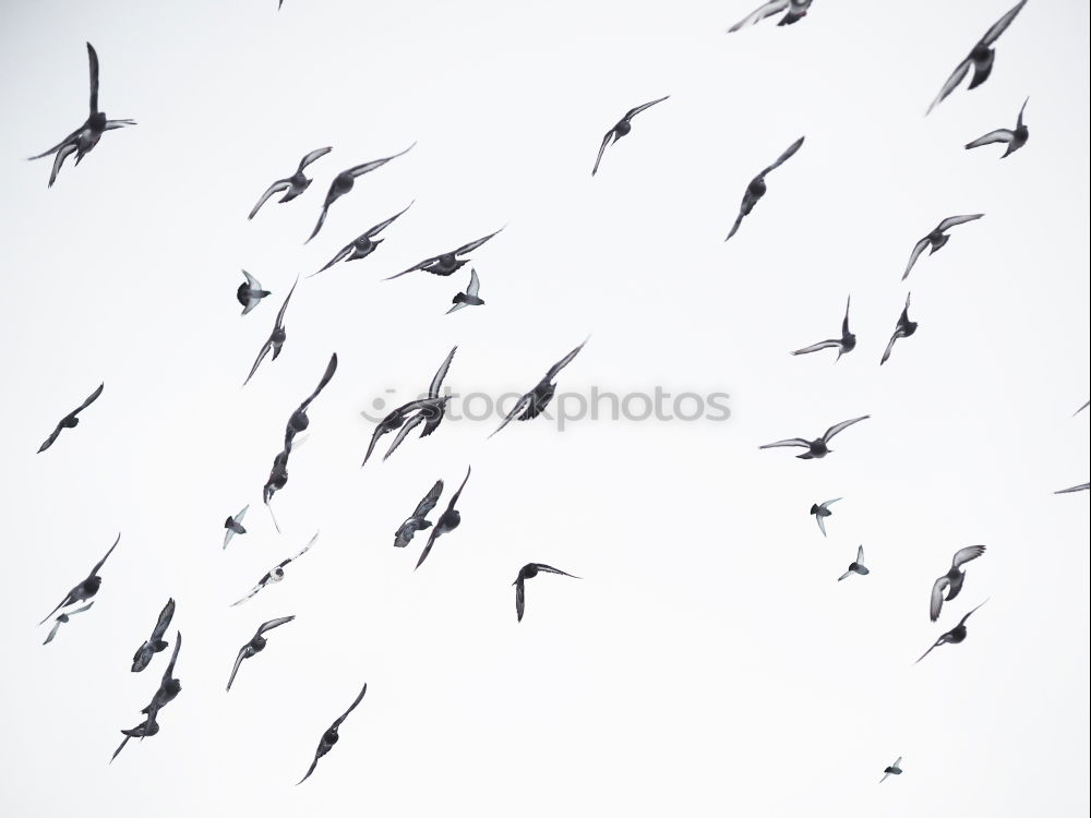 Similar – Image, Stock Photo 7.75 Whooper swans Air