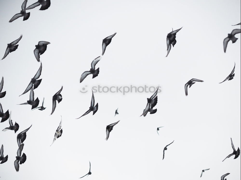 Similar – Image, Stock Photo landing site Roof