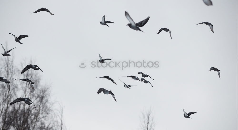 Similar – Image, Stock Photo Rats of the sea