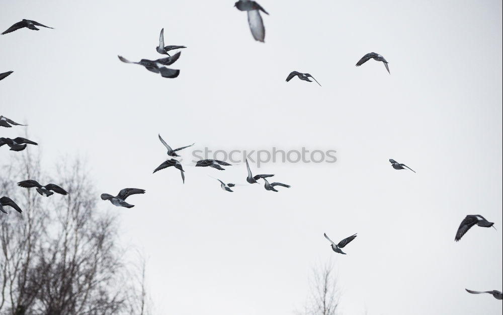 Similar – Image, Stock Photo The high road Environment