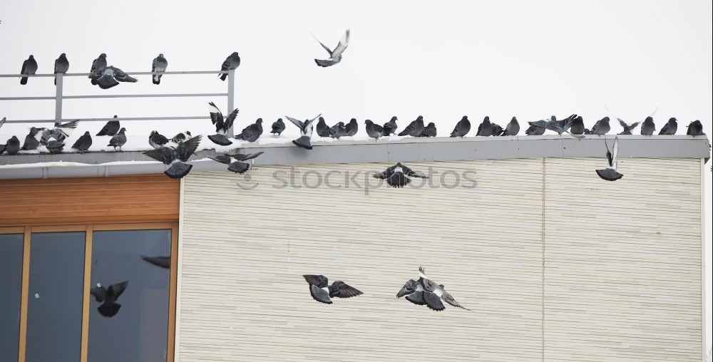 Image, Stock Photo landing site Roof