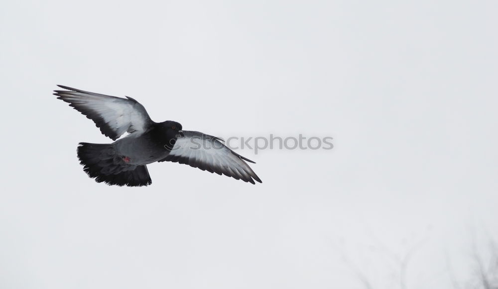 Similar – Image, Stock Photo fluttering imprisonment