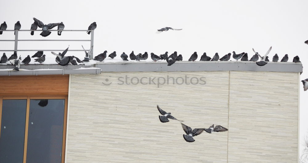 Similar – Image, Stock Photo day watch Pigeon Bird